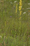 Yellow Spring bedstraw 